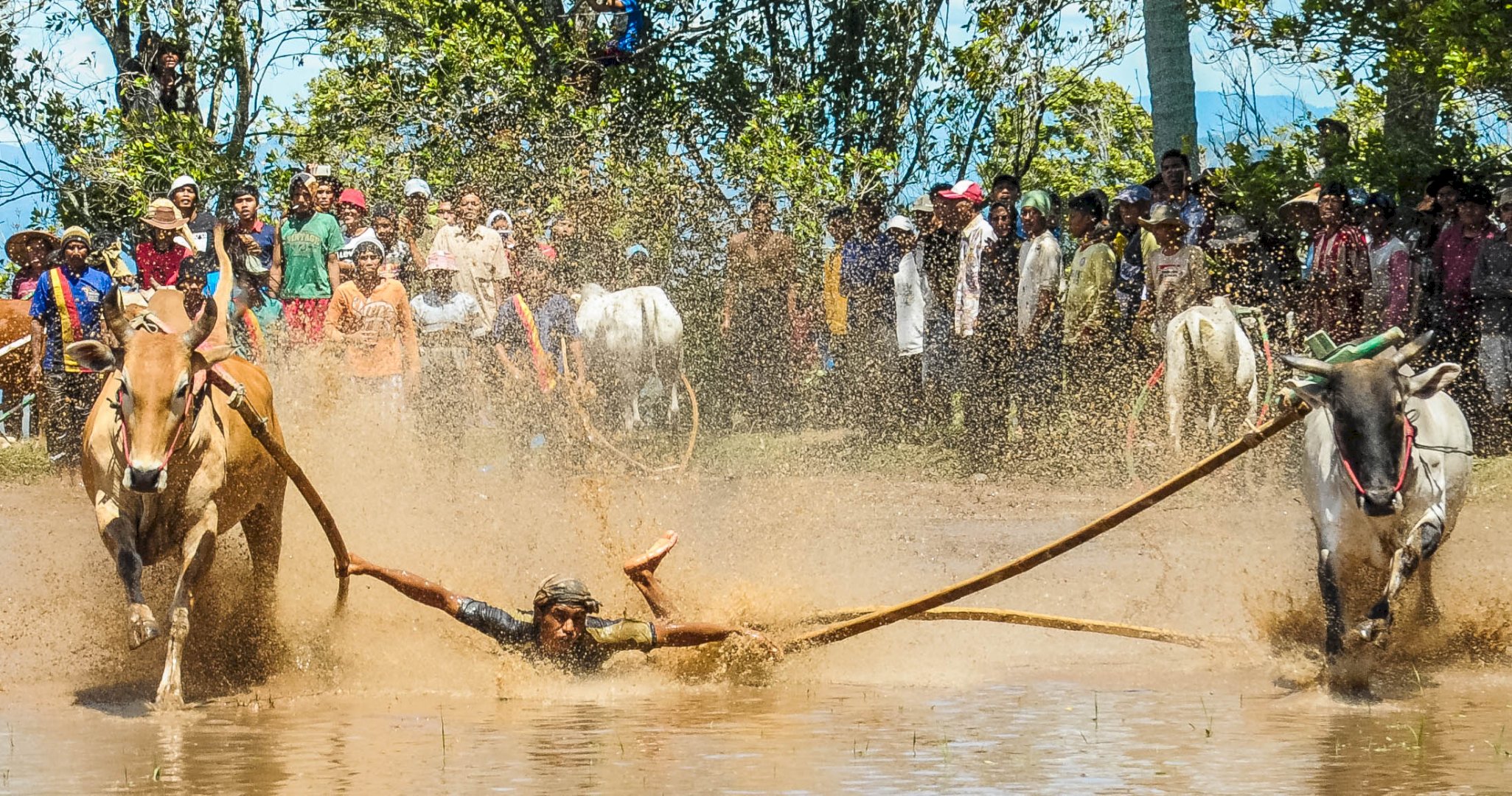 Pacu Jawi